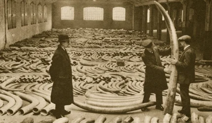 Ivory in a store at the London Docks